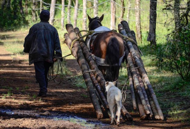 Man and horse dragging wood